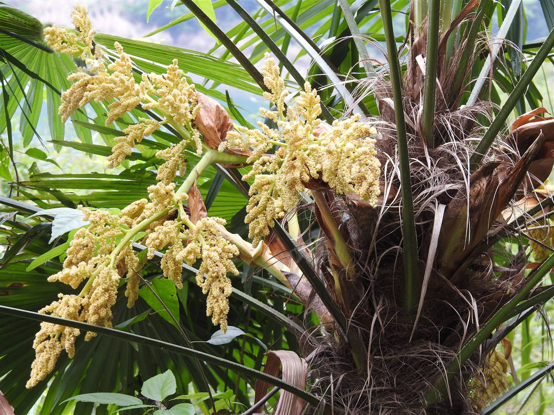 棕皮纤维(叶鞘纤维),作绳索,编蓑衣,棕绷,地毡,制刷子和作沙发的填充