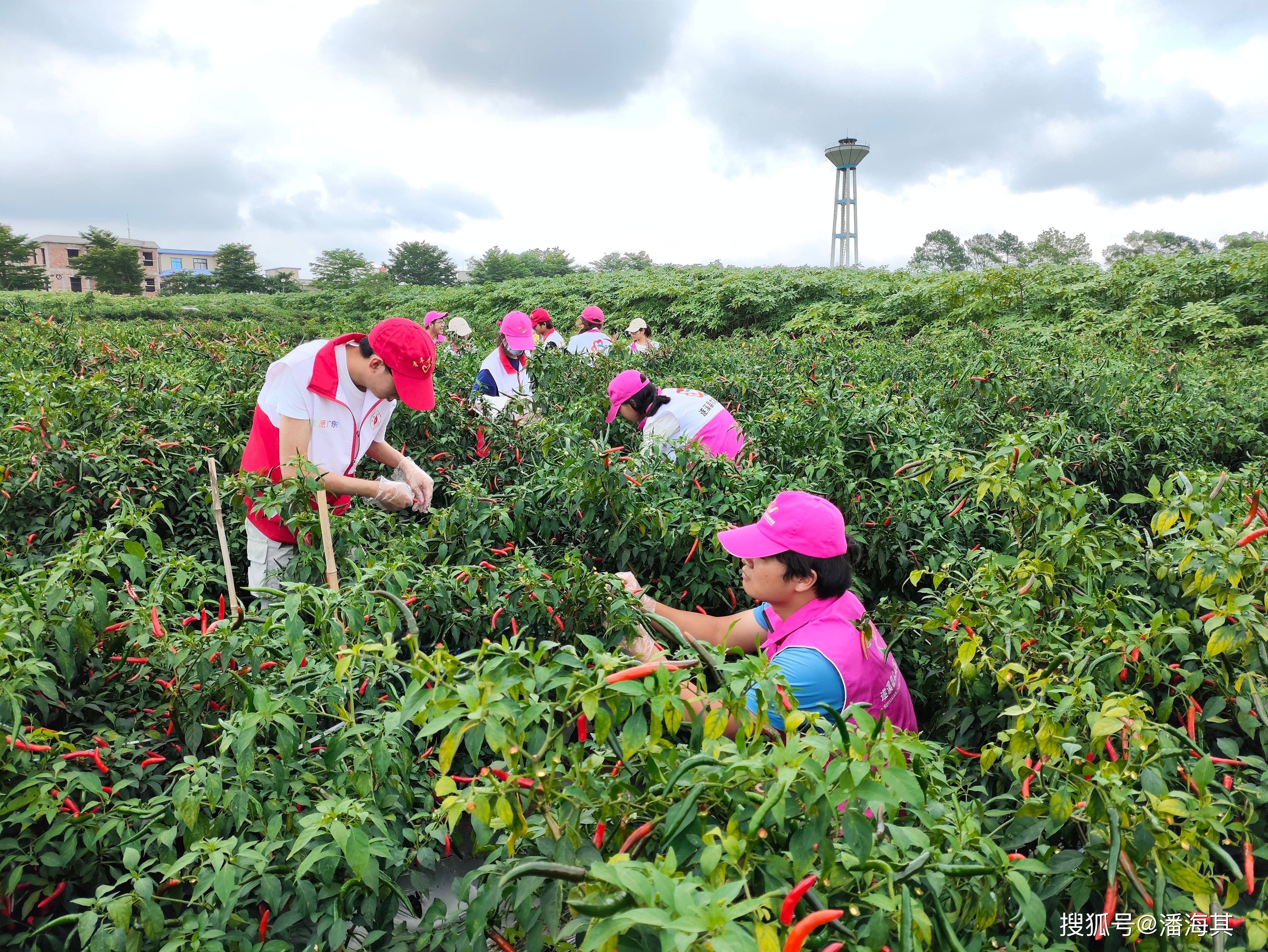遂溪县众成志愿者采摘辣椒助力乡村振兴