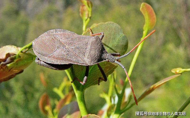 动物界全系列 椿象下目