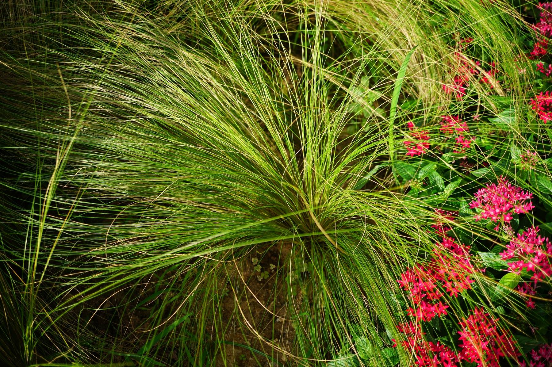 草原地区放牧场和刈草场的一种优良饲草.也是很好的观叶类植物