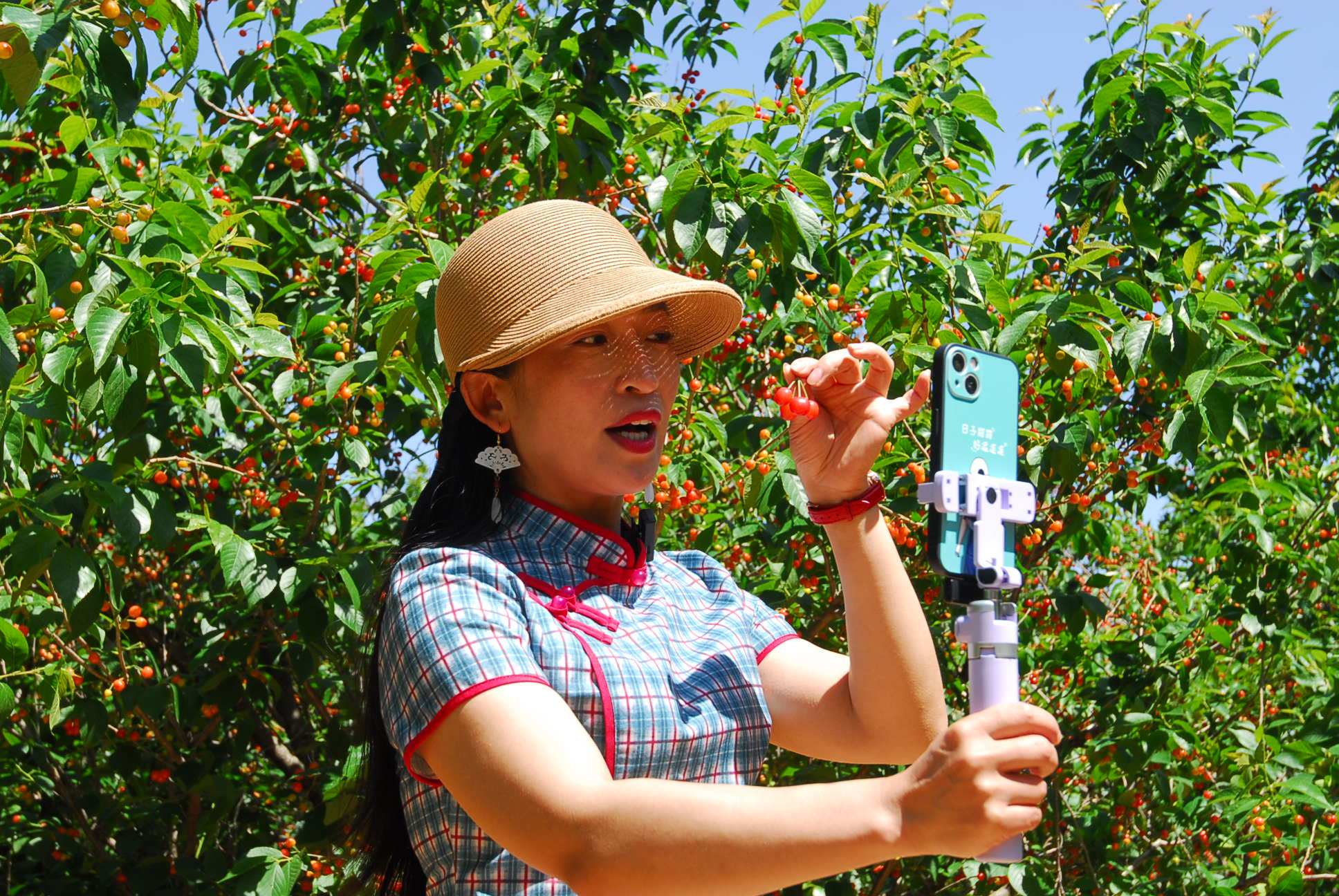 山东即墨:农家樱桃红 游客采摘乐