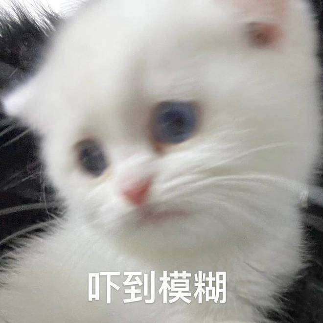 猫咪害怕的图片表情包图片