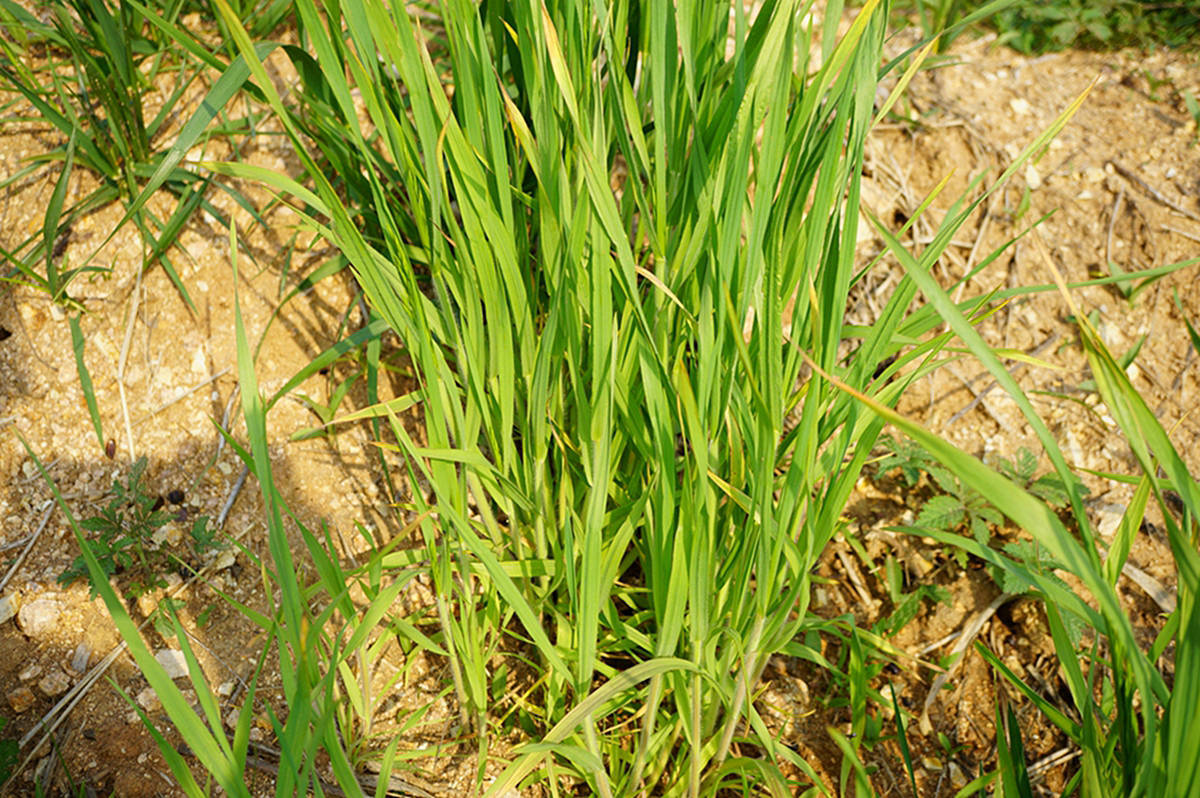 我见到的山东本土植物和园林栽培植物(185) 雀麦