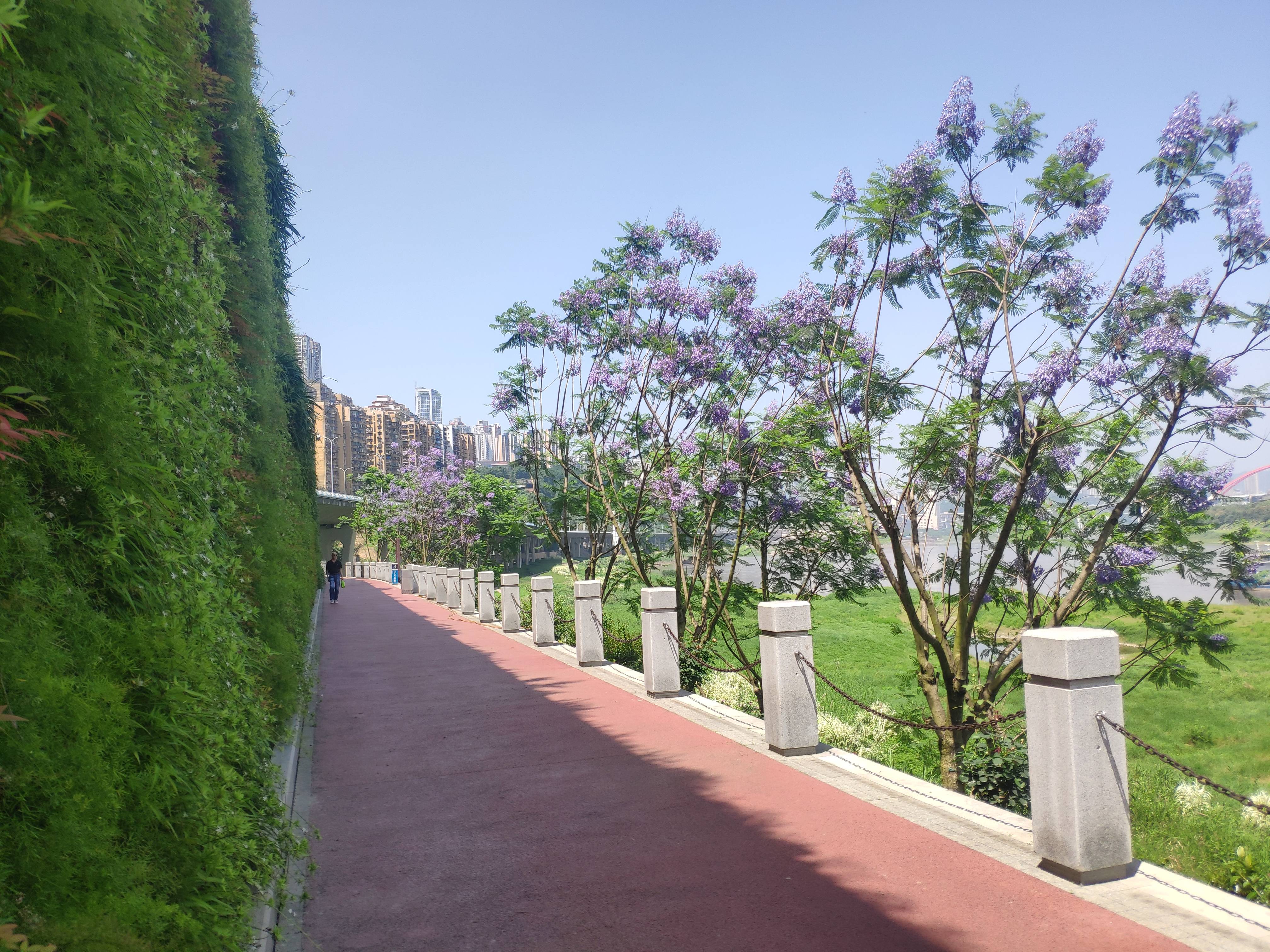 5月初夏的旅游风景!重庆:蓝花楹绽放长江岸边 紫色浪漫如梦似幻