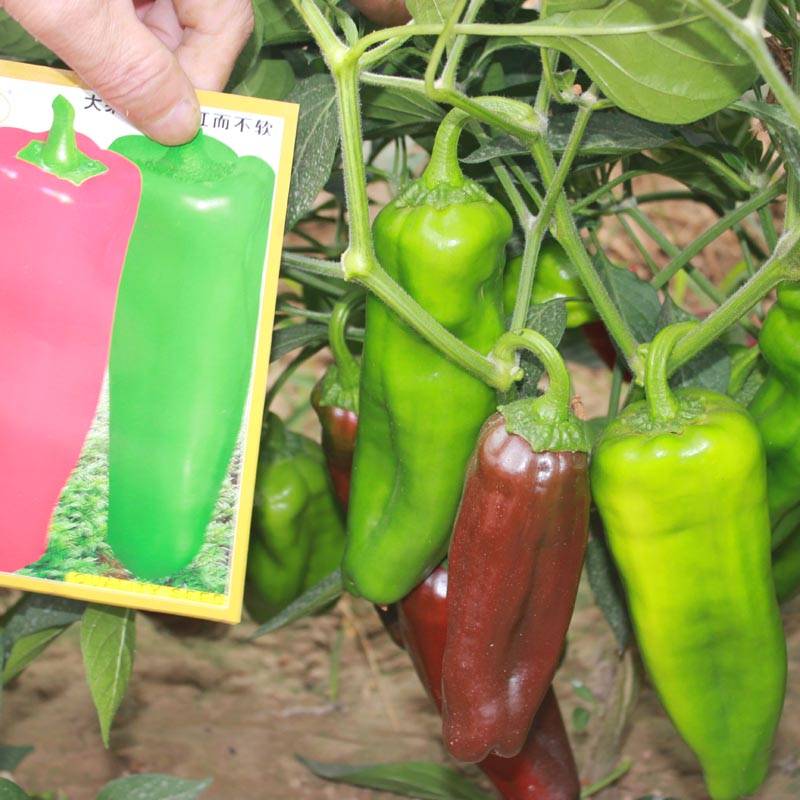 同乐十一牛角椒种子