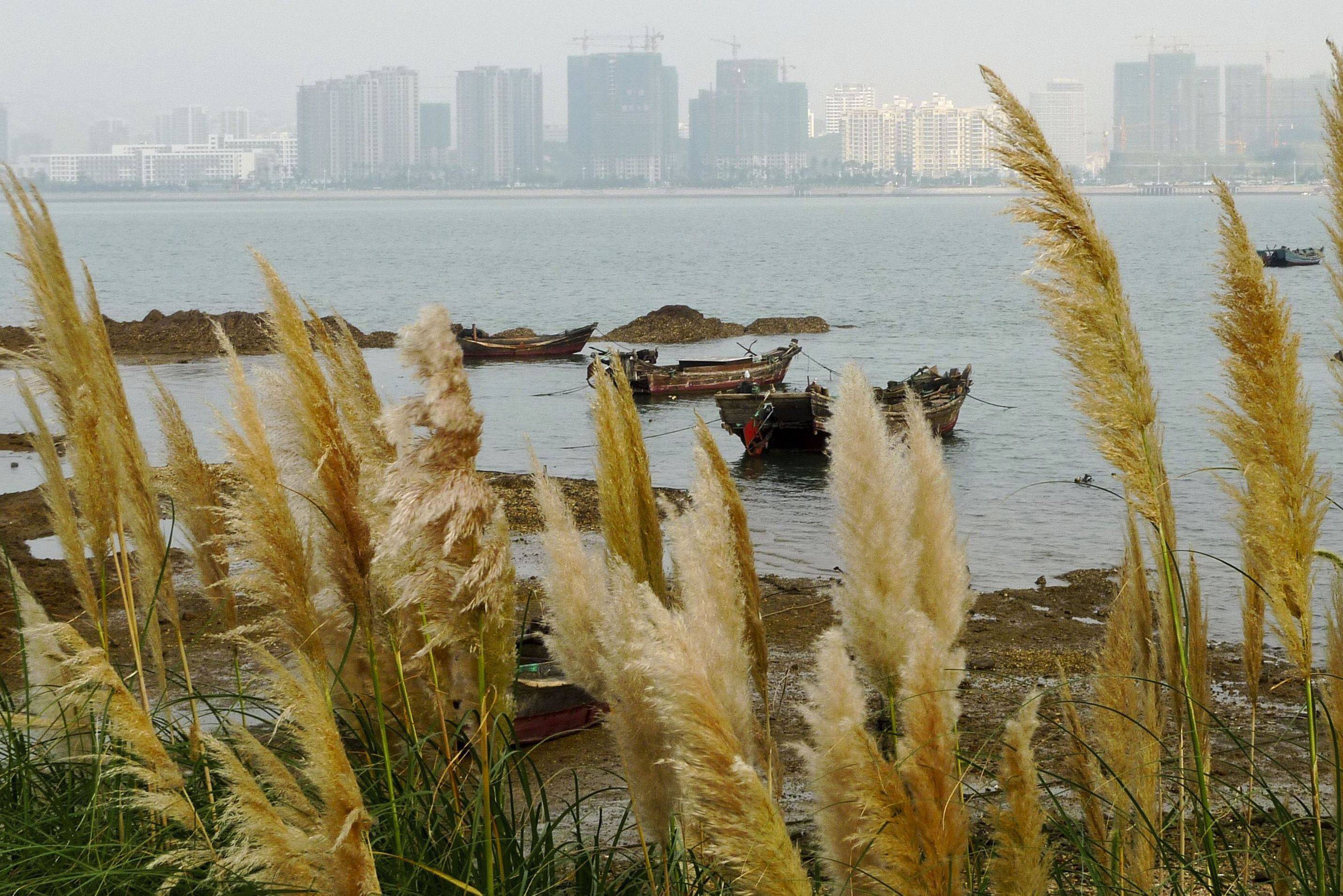 我见到的山东本土植物和园林栽培植物(187)蒲苇(栽培)