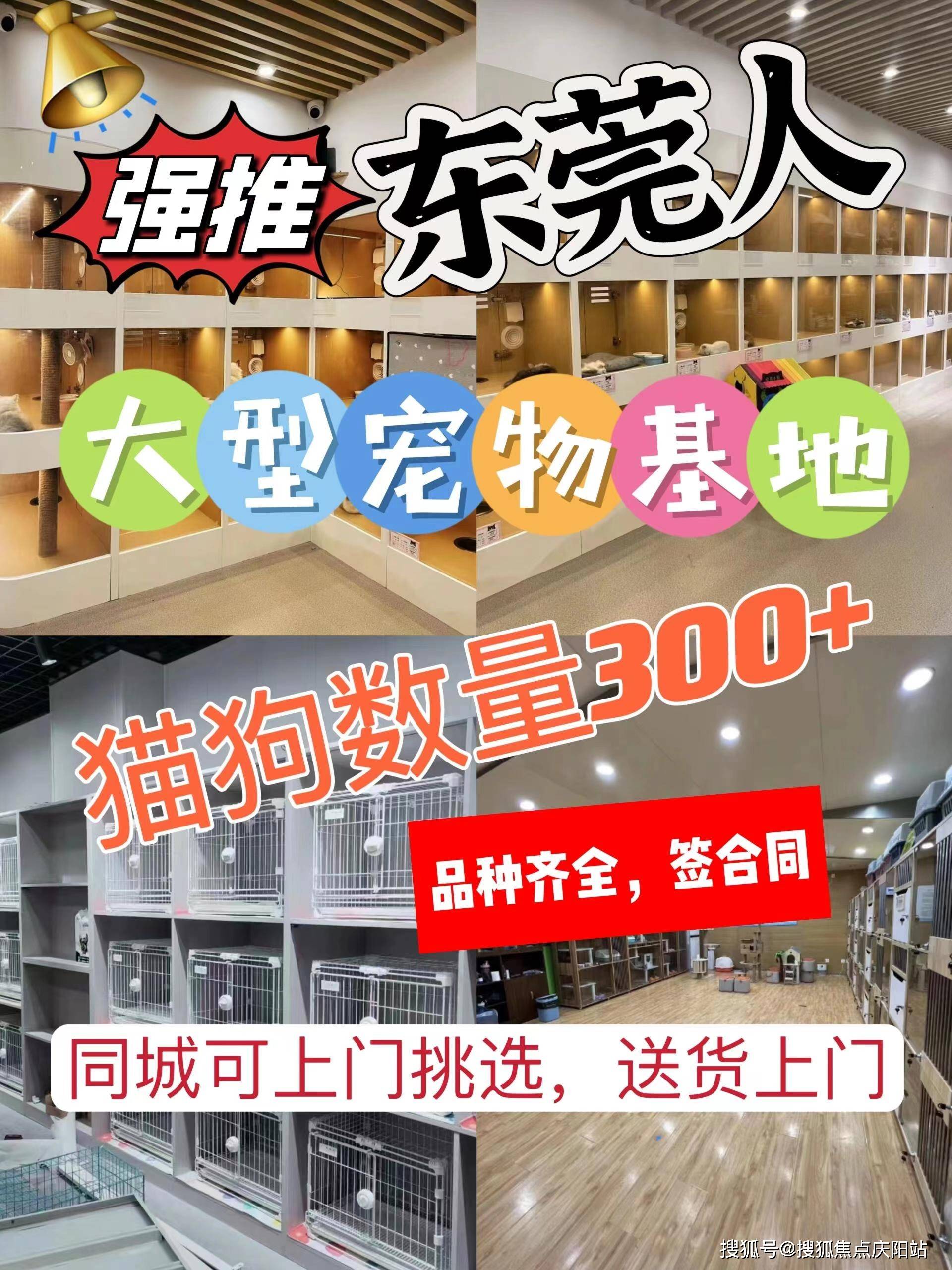 东莞买银渐层猫什么价格【东莞福安家猫犬舍】欢迎您