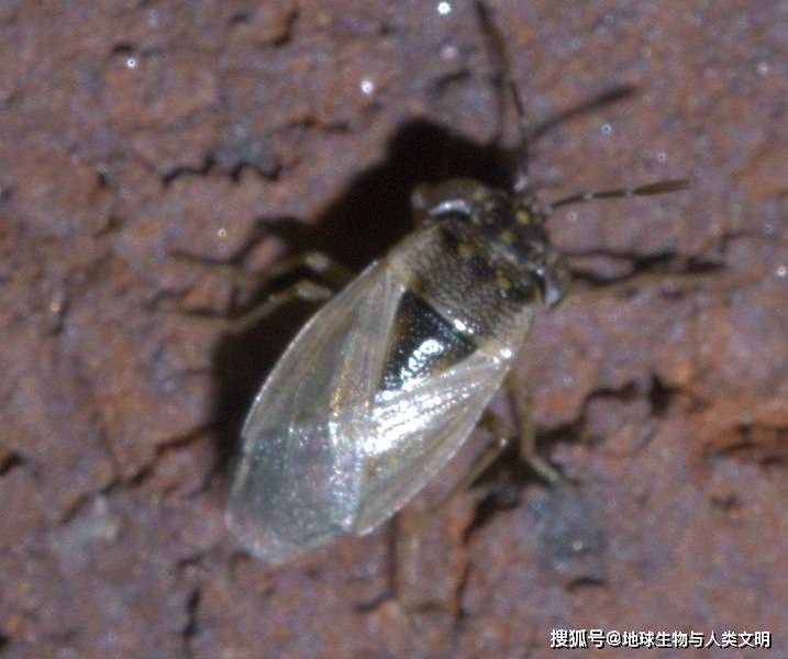 【动物界全系列】长蝽总科—大眼长蝽科