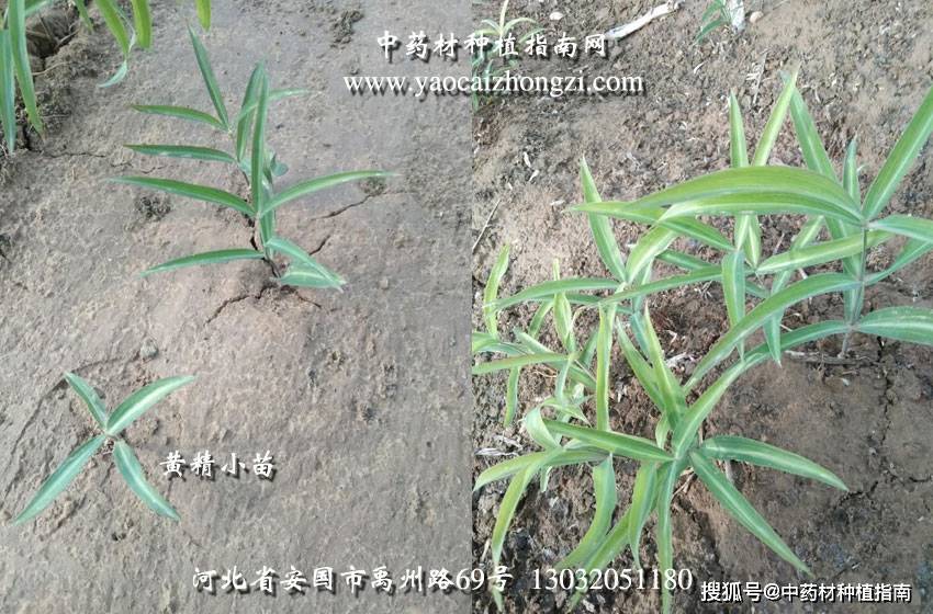 中药材种植发展品种之——黄精畅销价高_种子_市场_秧苗