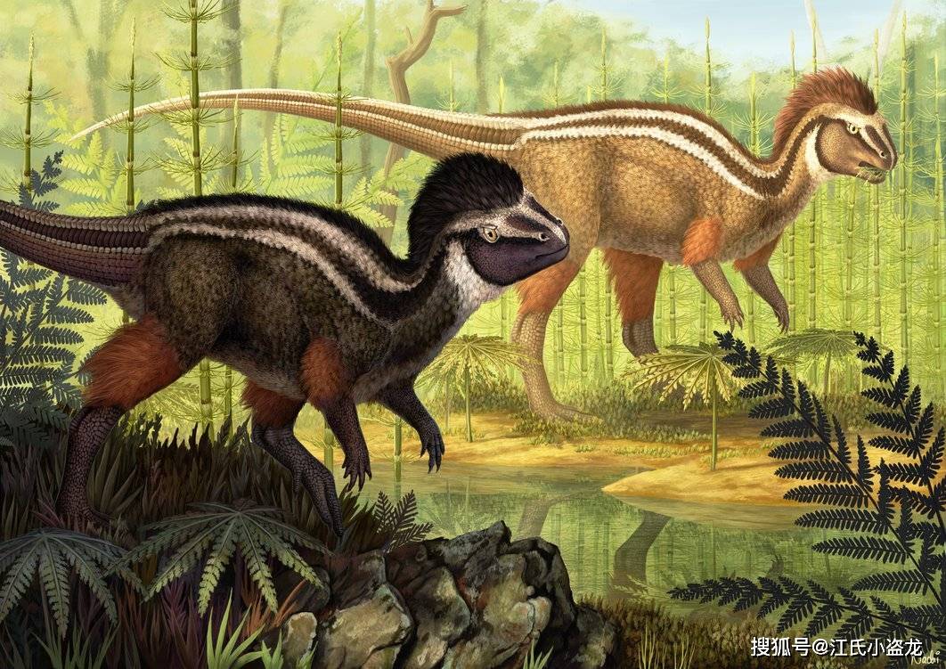 琳达_奔龙_羽毛