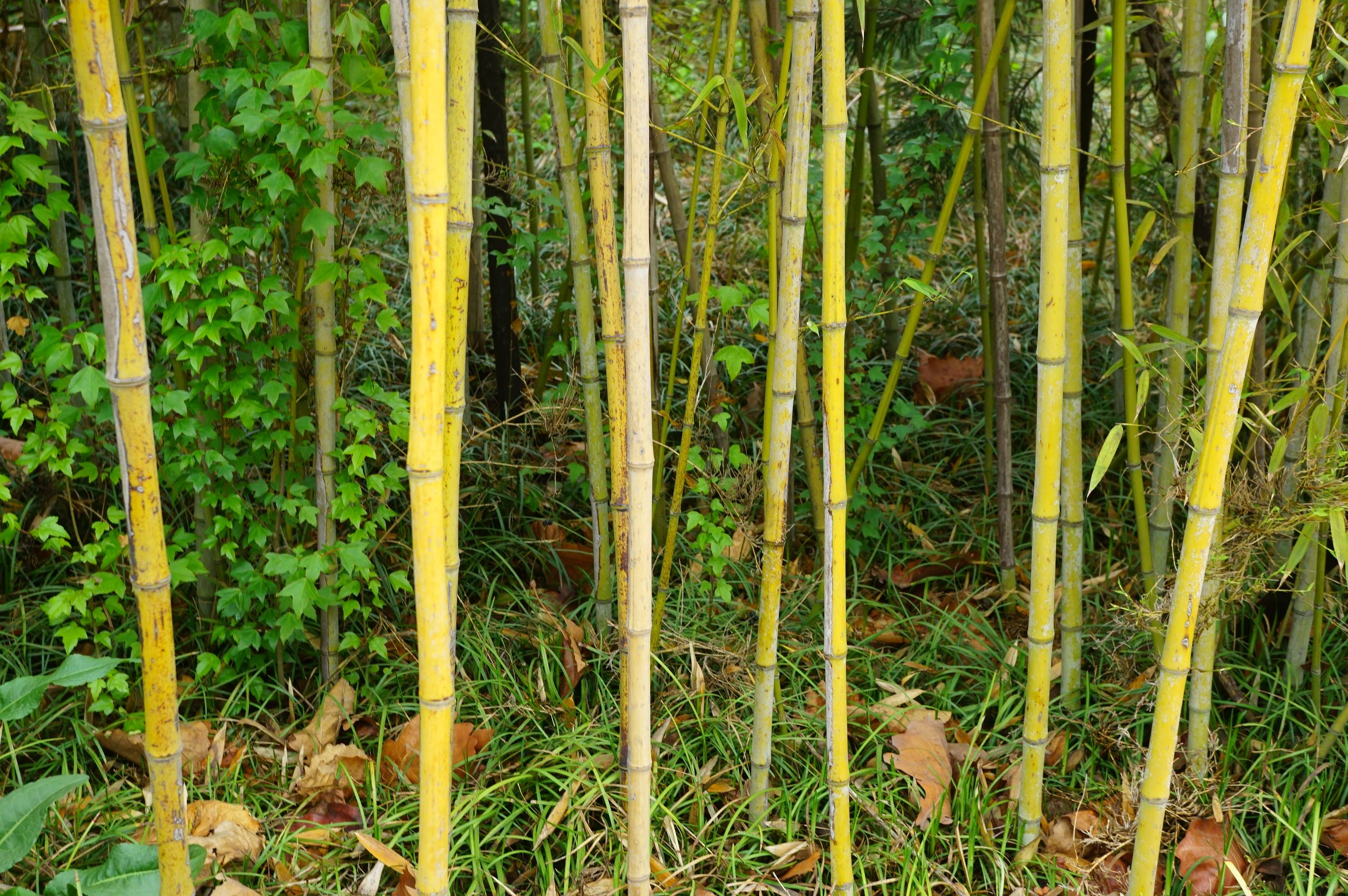 我见到的山东本土植物和园林栽培植物