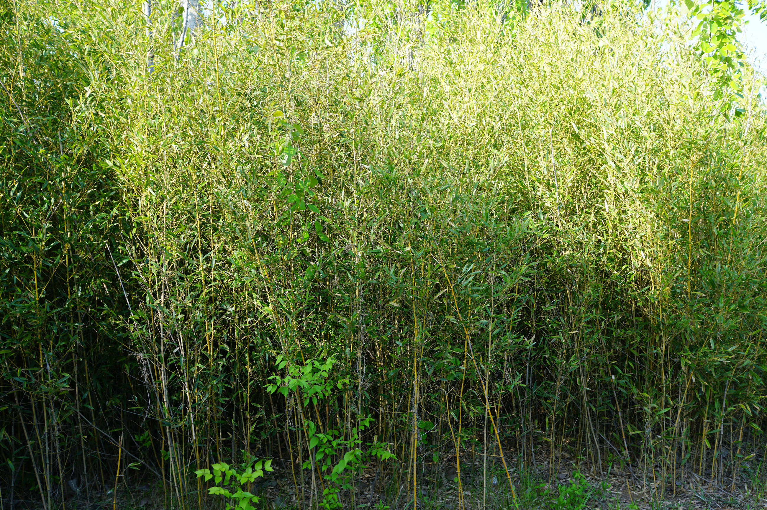 我见到的山东本土植物和园林栽培植物(198)黄竿京竹(栽培)