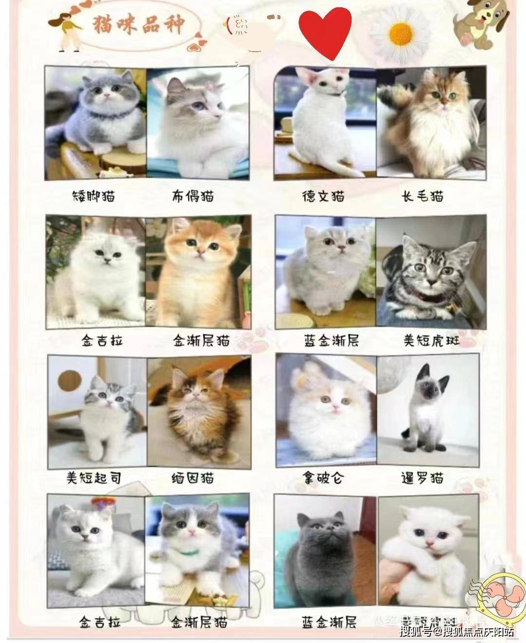 广州天河区买比熊犬什么价格【广州福安家宠物店】欢迎您