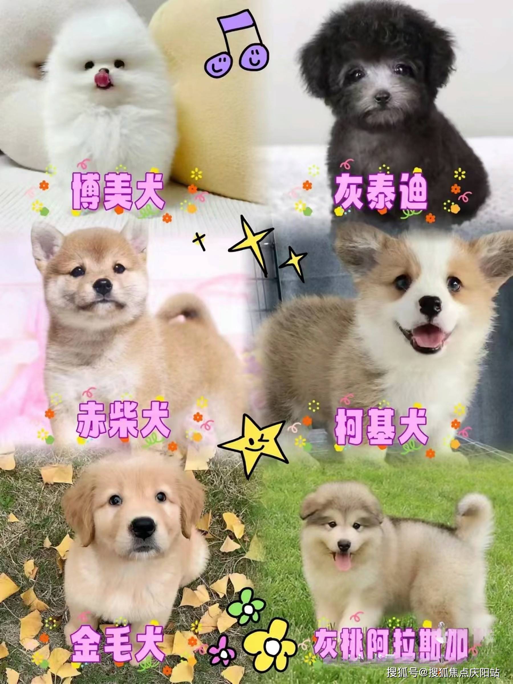 北京买萨摩耶犬首页网站(北京朝阳区)哪家宠物店有卖萨摩耶犬的