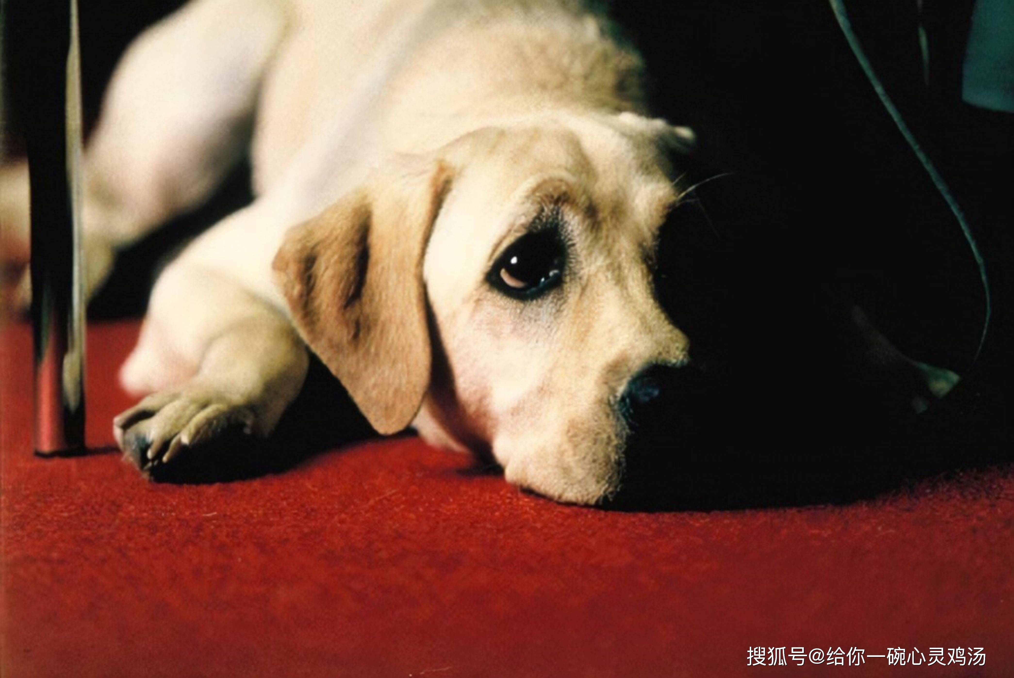 《导盲犬小q》:一只狗狗带给我们的温暖和希望
