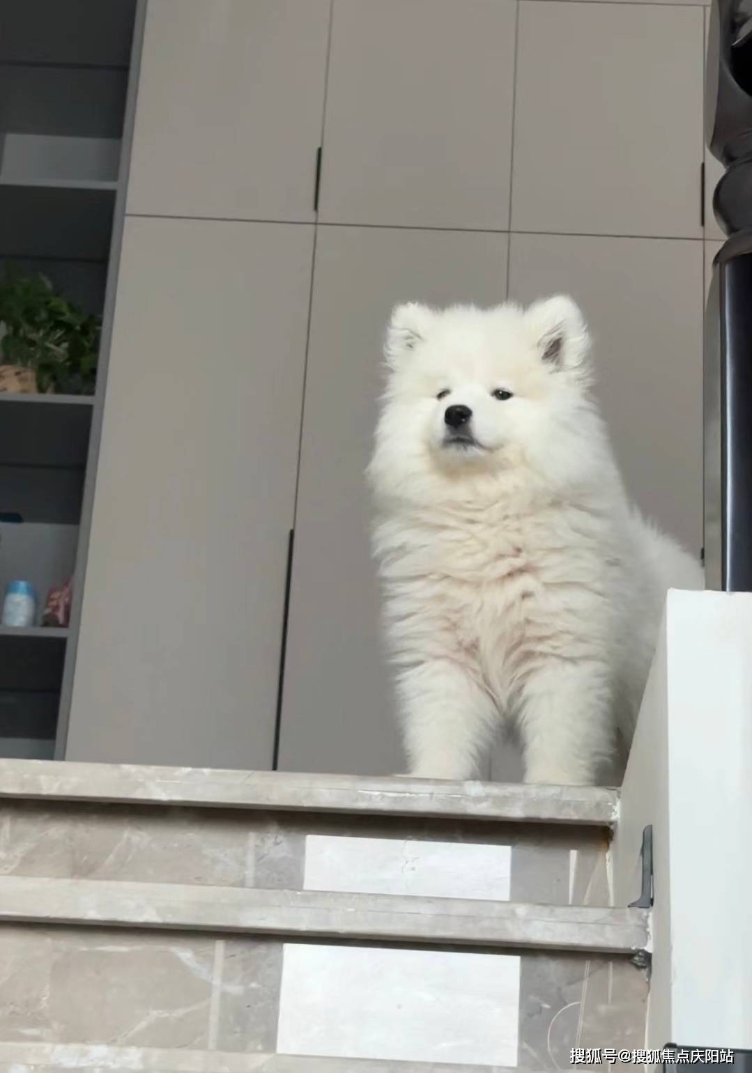 长沙买萨摩耶犬首页网站(长沙芙蓉区)买萨摩耶犬去哪里买