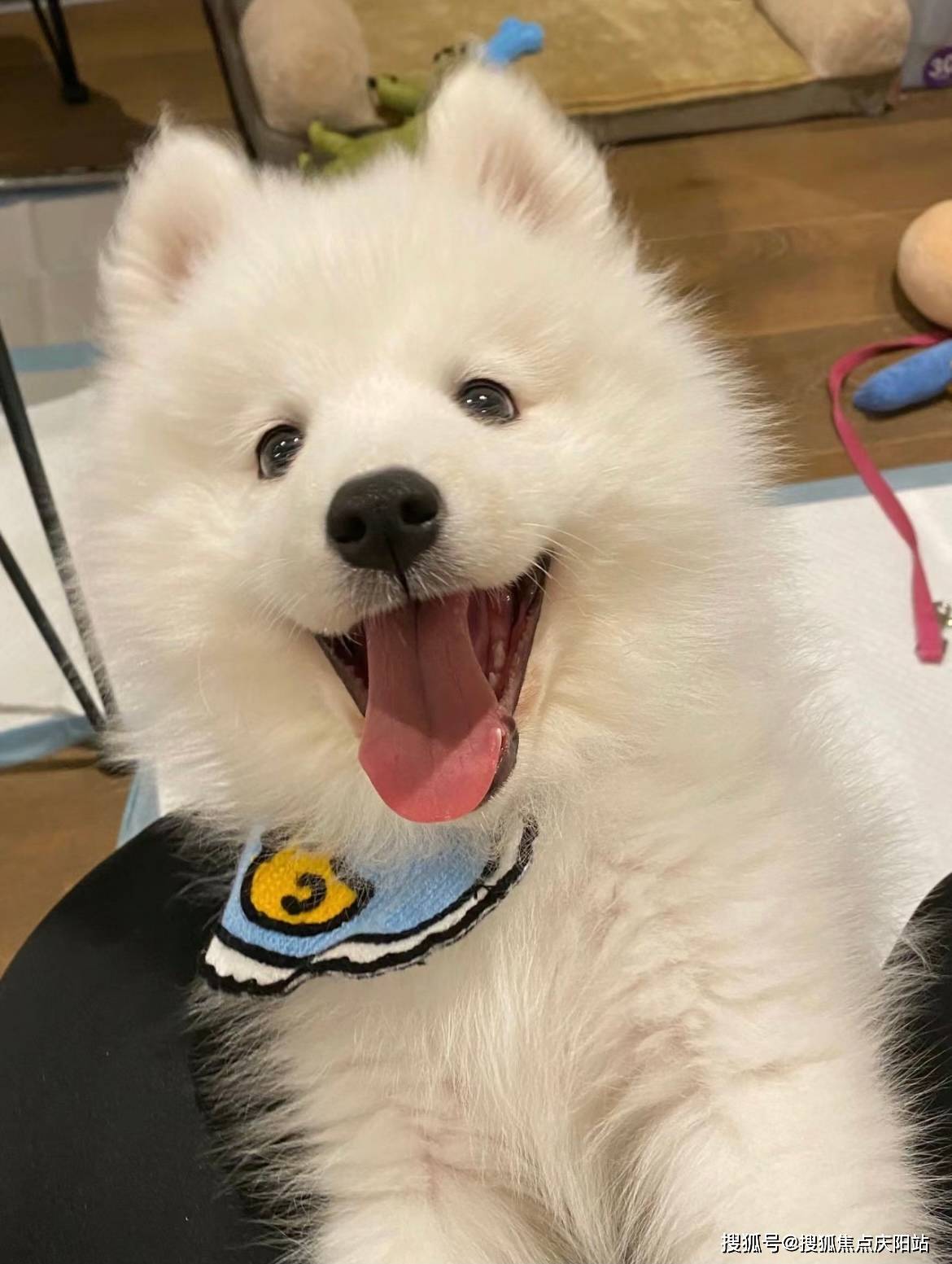 成都买萨摩耶犬首页网站(成都成华区)哪家宠物店有卖萨摩耶犬的