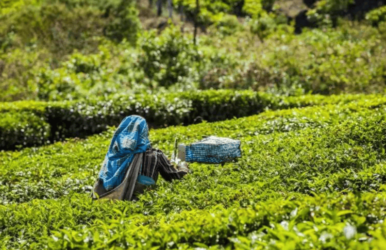 印度北孟加拉邦茶协呼吁将茶作为印度国饮