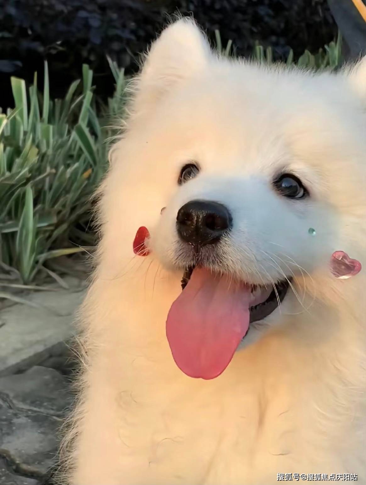 长沙买萨摩耶犬首页网站(长沙芙蓉区)哪里有卖萨摩耶犬的宠物市场