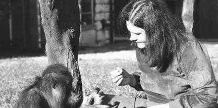 大学教授把猩猩当人养,上大学时爱上一个人类,最终被囚禁至死