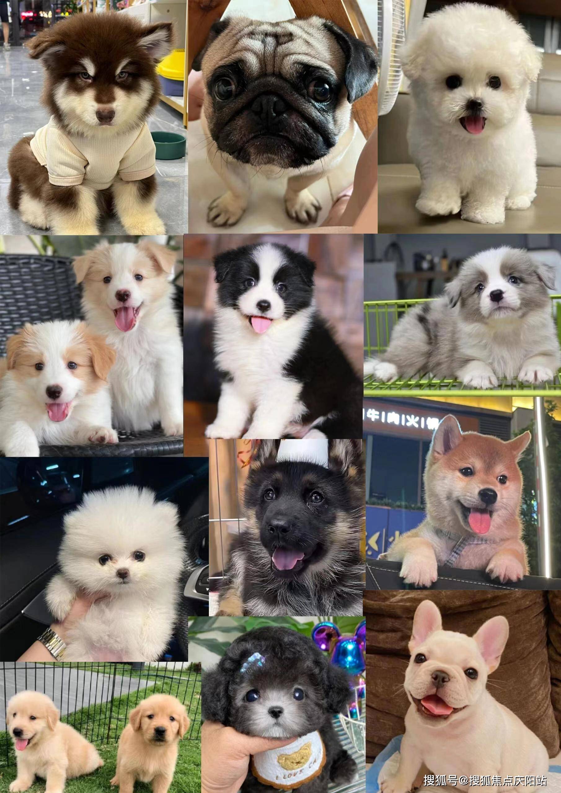 泉州买萨摩耶犬首页网站(福州晋江市)哪家宠物店买萨摩耶犬比较纯
