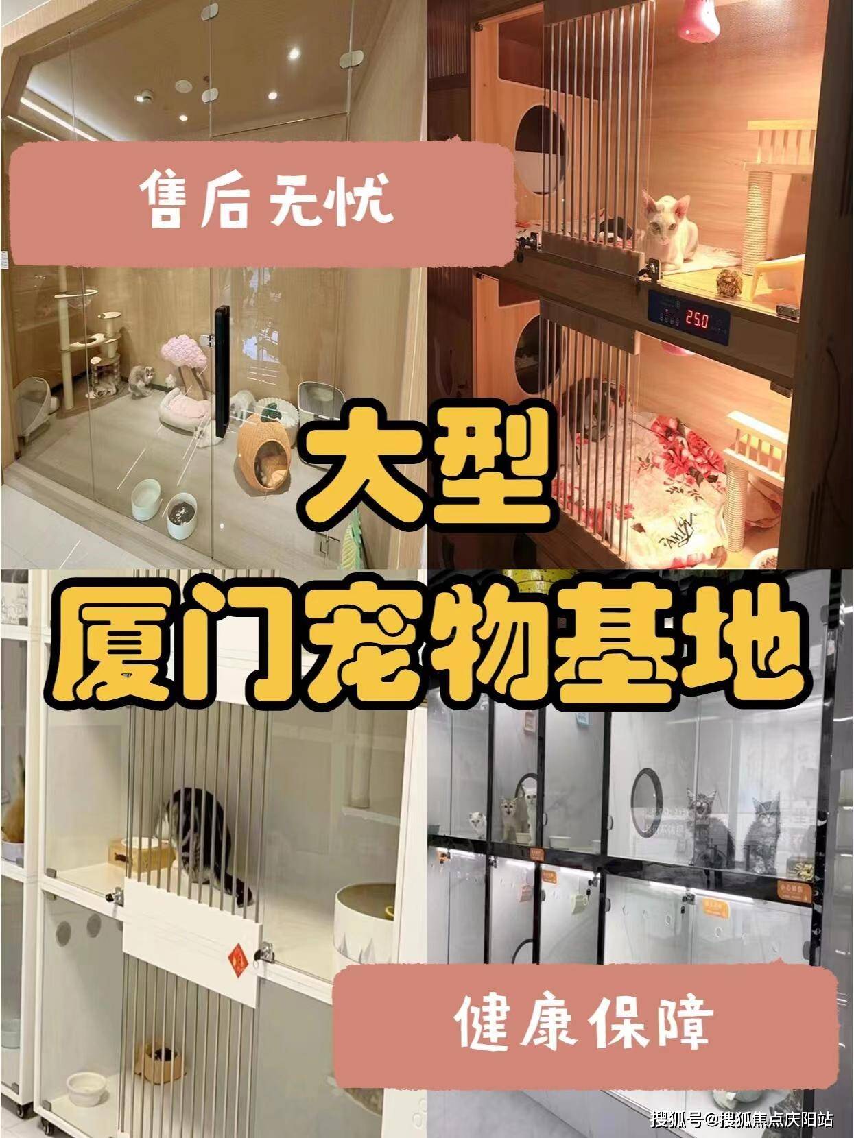 厦门思明区哪里有正规卖萨摩耶犬的宠物店?