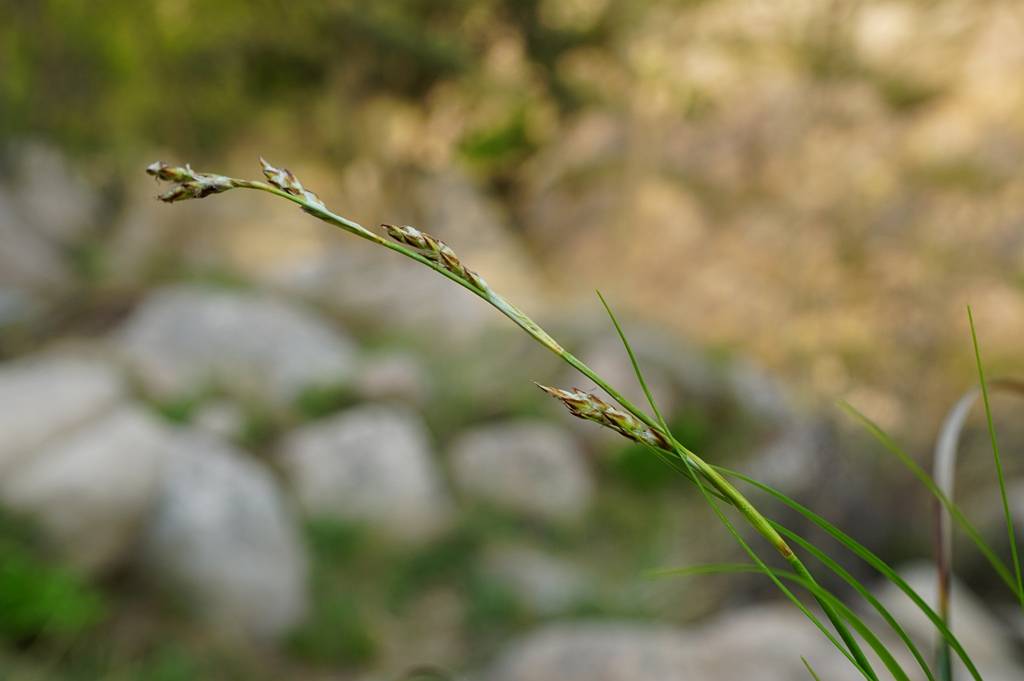 我见到的山东本土植物和园林栽培植物