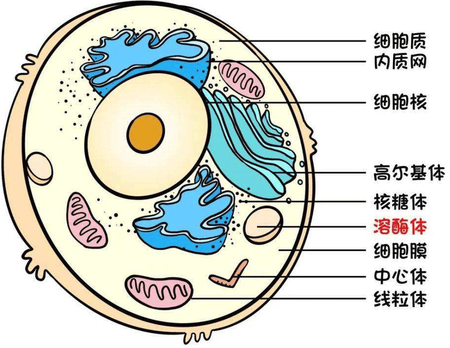 溶酶体超微结构图图片