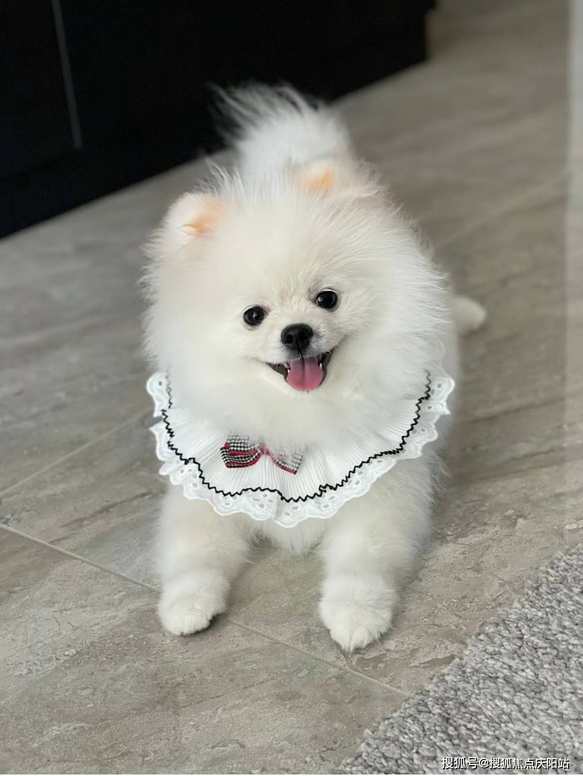 合肥买博美犬首页网站(合肥瑶海区)买博美犬的地方