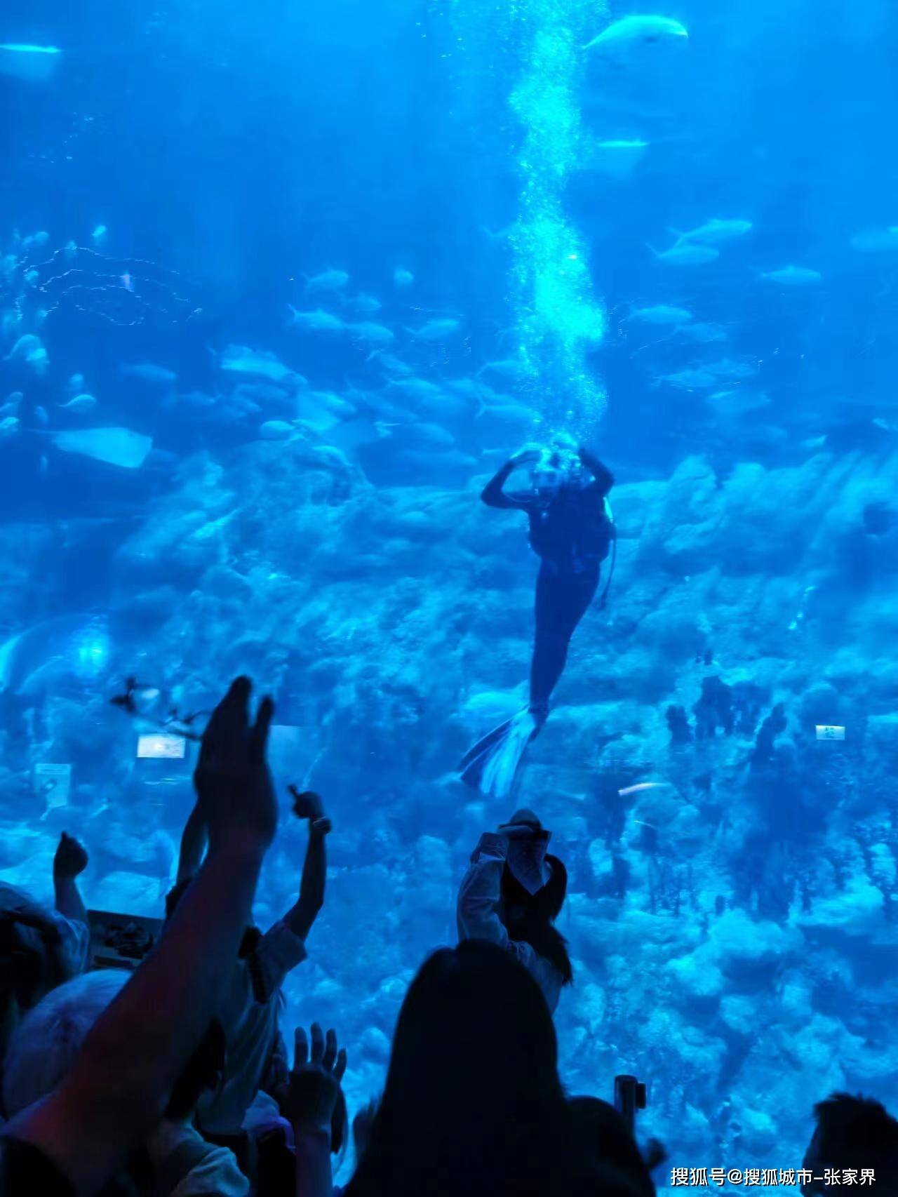 香港海洋公园有哪些好玩的地方?(详细攻略)