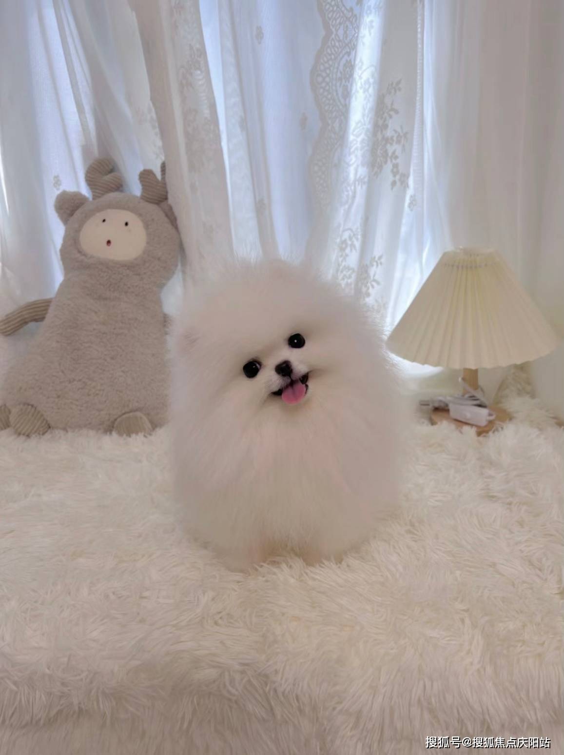 福州买博美犬首页网站(福州苍山区)买博美犬哪里比较安全