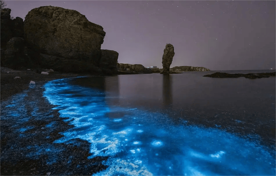 2017年9月29日,孙楠以特别嘉宾身份出席成都大熊猫繁育研究基地为2017