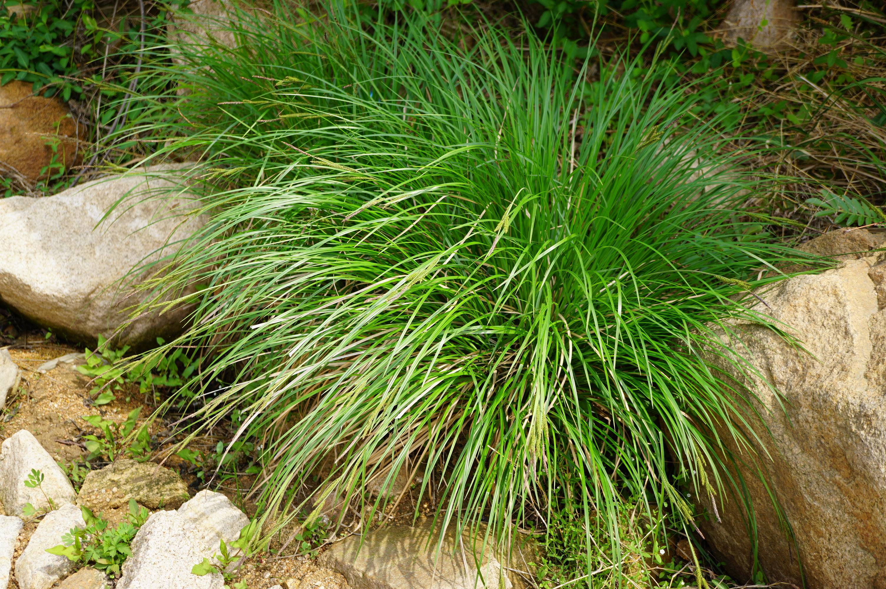 秆紧密丛生,高40-90厘米,三棱形,粗糙,基部叶鞘无叶片,黄褐色,稍有