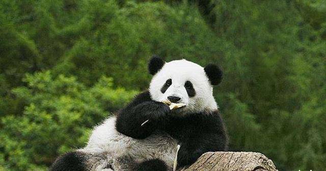 全球唯一"外国籍"的2只熊猫,30岁还是单身,网友:心疼她们