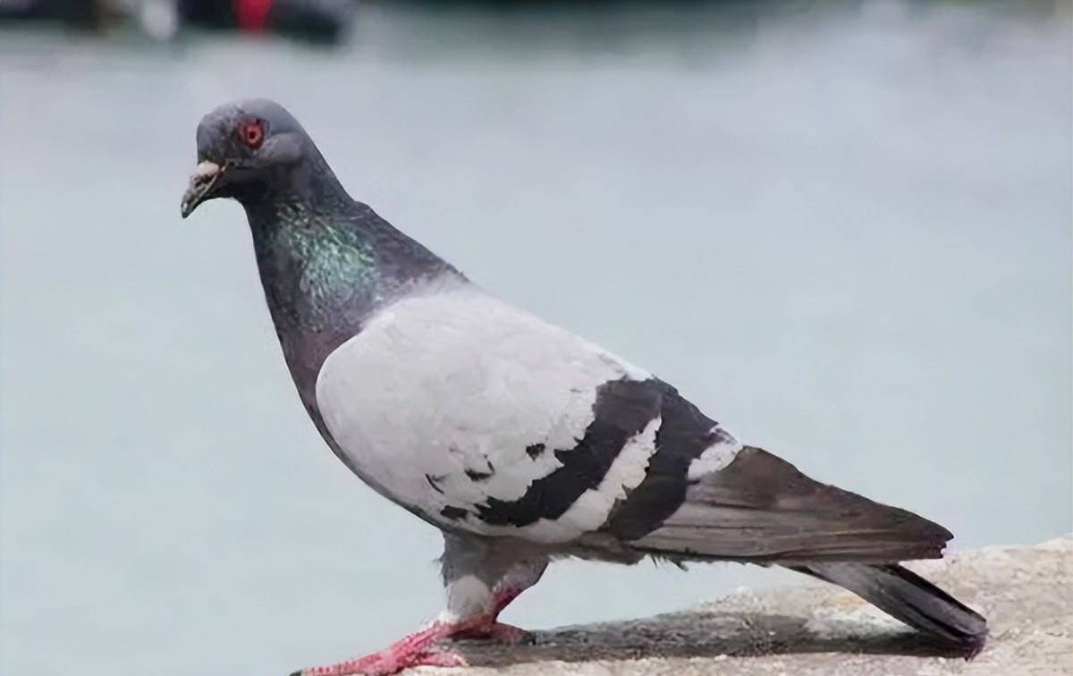 全是鲜血换来的教训_军队_军鸽_拉夫