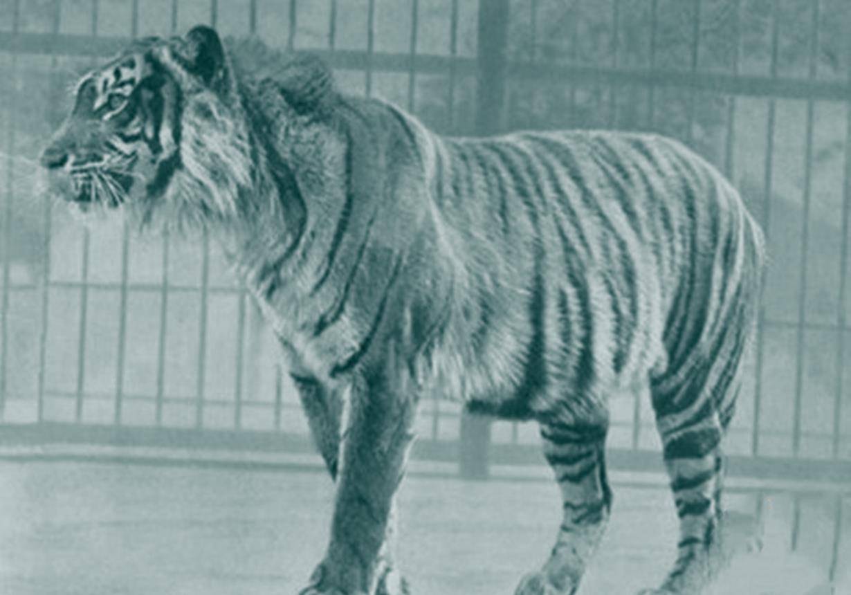 被人类灭绝的动物老照片:图一是被猎杀的新疆虎,图九被剥皮制甲