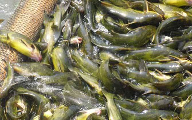 黄颡鱼不吃料的解决方法