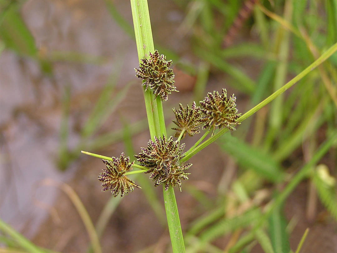 我见到的山东本土植物和园林栽培植物(236)异型莎草