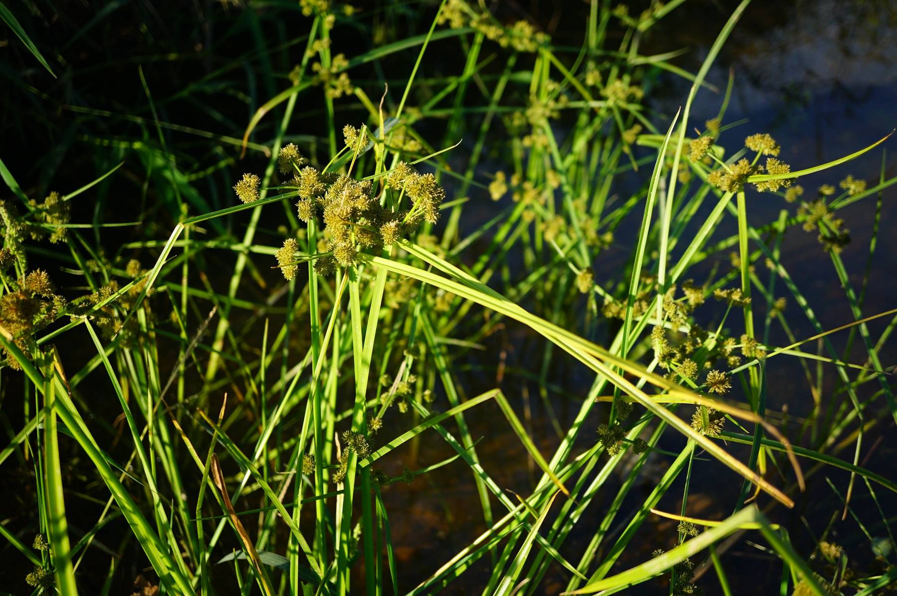 我见到的山东本土植物和园林栽培植物(236)异型莎草