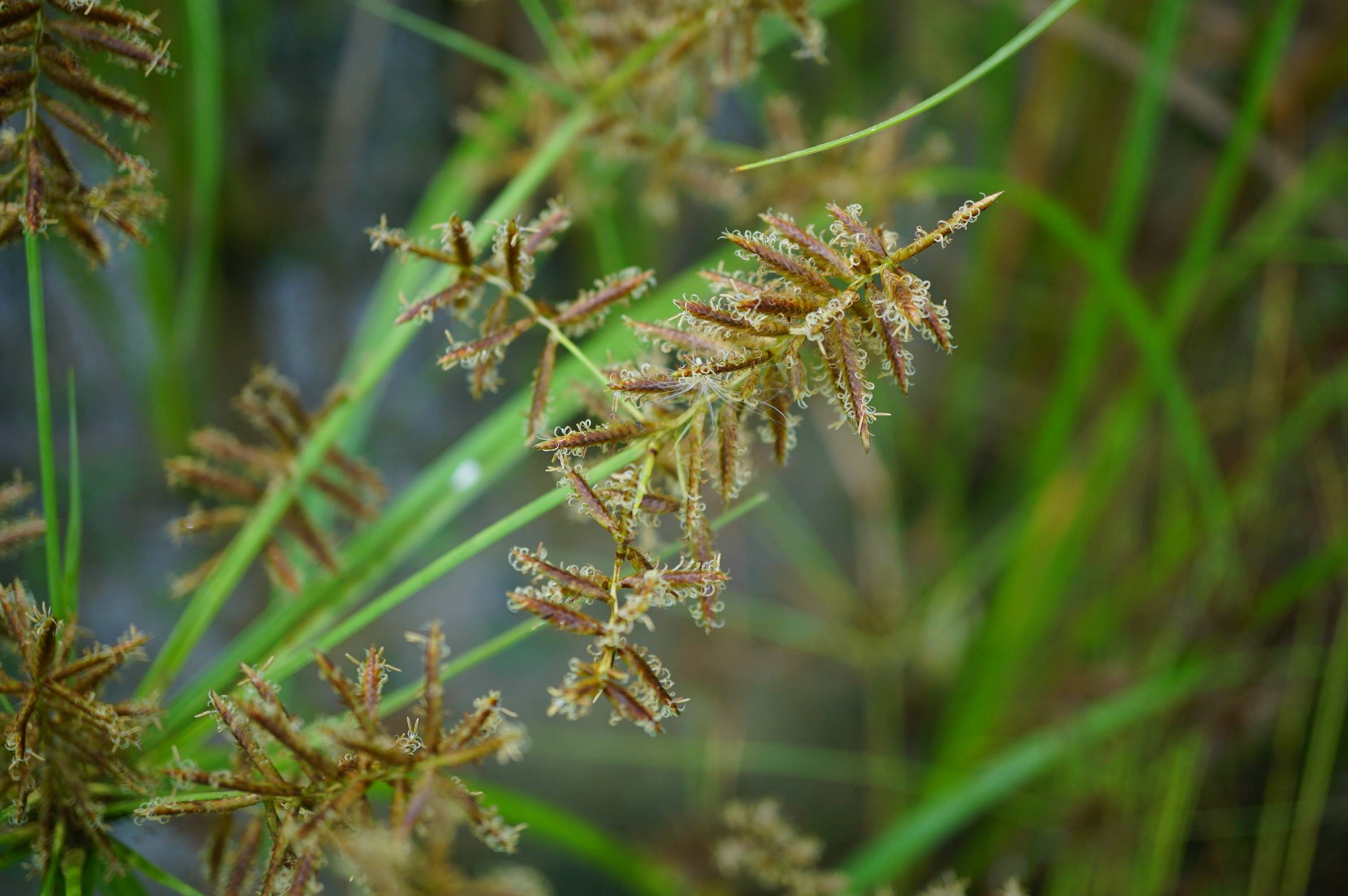 里的"水莎草"别名,三棱草;来源: 莎草科藨草属植物扁秆荆三棱,以块茎
