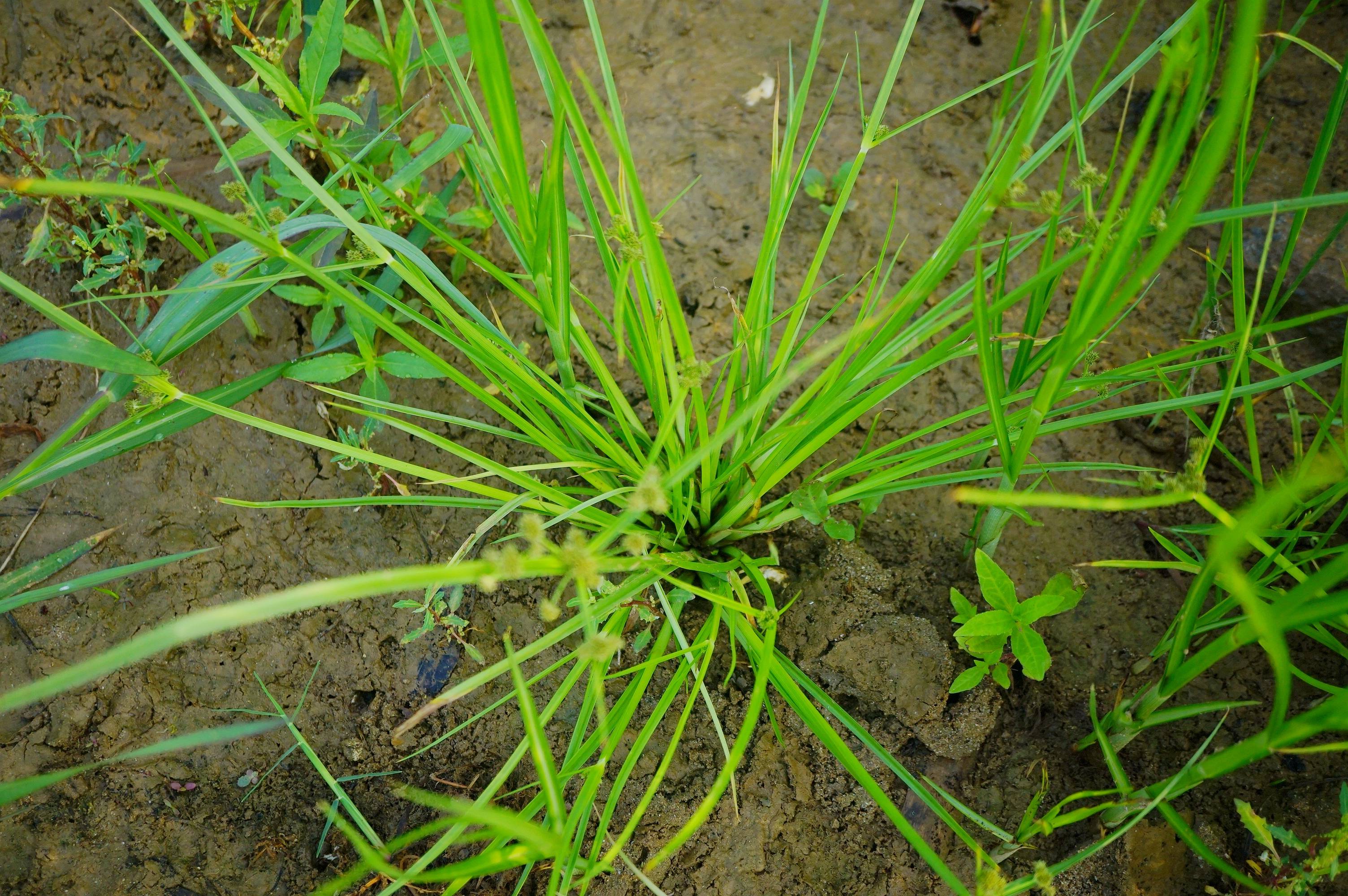 我见到的山东本土植物和园林栽培植物(236)异型莎草