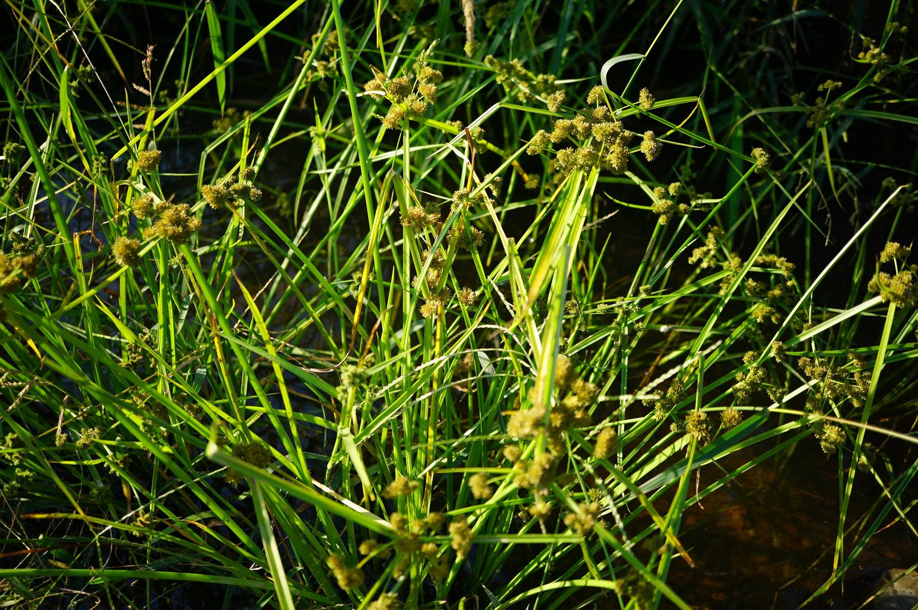 我见到的山东本土植物和园林栽培植物(236)异型莎草