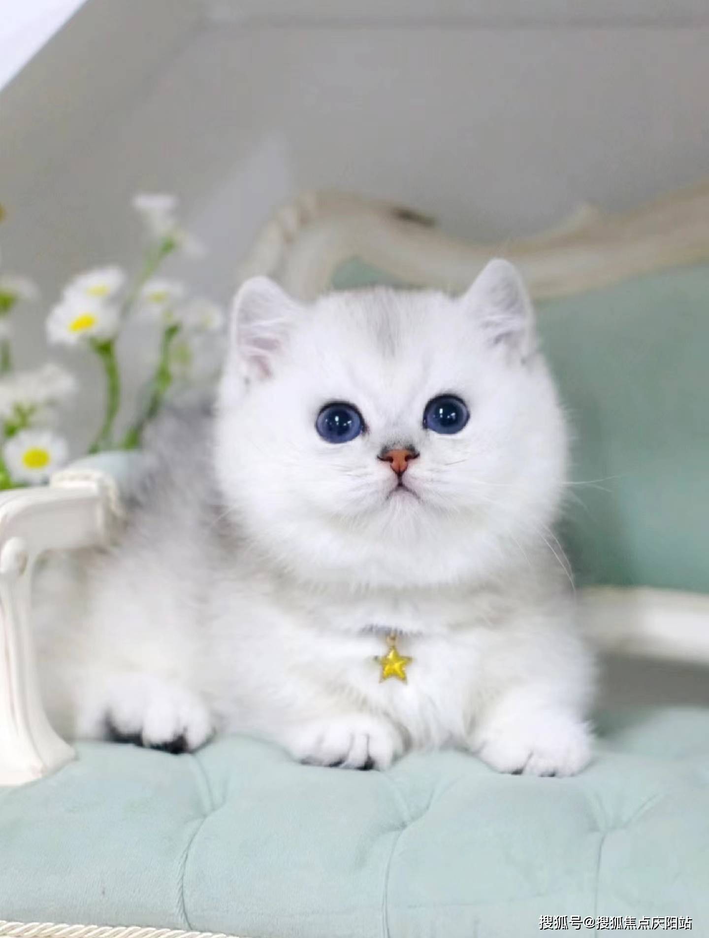 长沙买银渐层猫首页网站(长沙岳麓区)哪里有银渐层猫卖