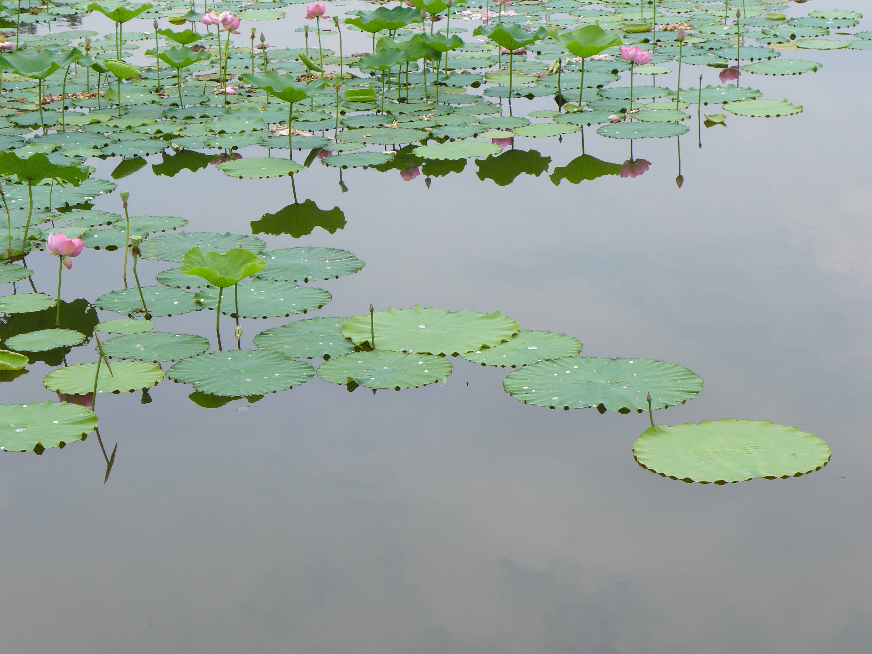 李文全随拍:荷叶是涟漪的油纸伞,天籁的绣绷