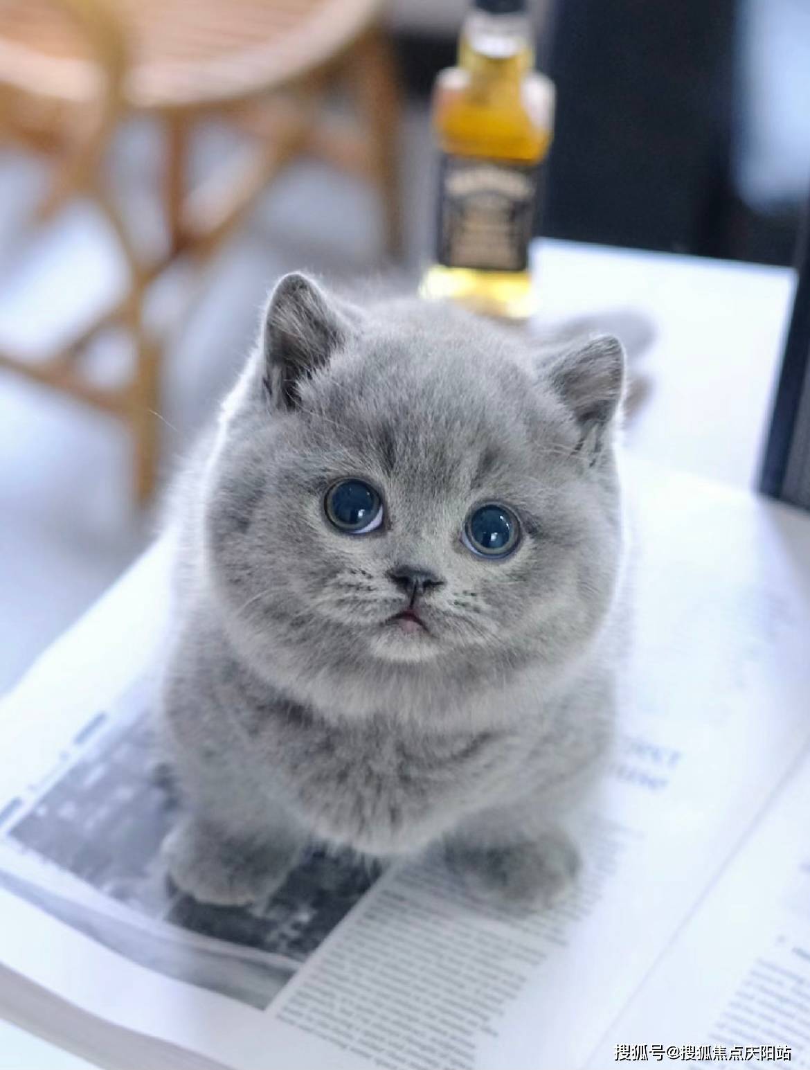 宁波买英短蓝猫首页网站(宁波海曙区)哪家宠物店买英短蓝猫比较纯
