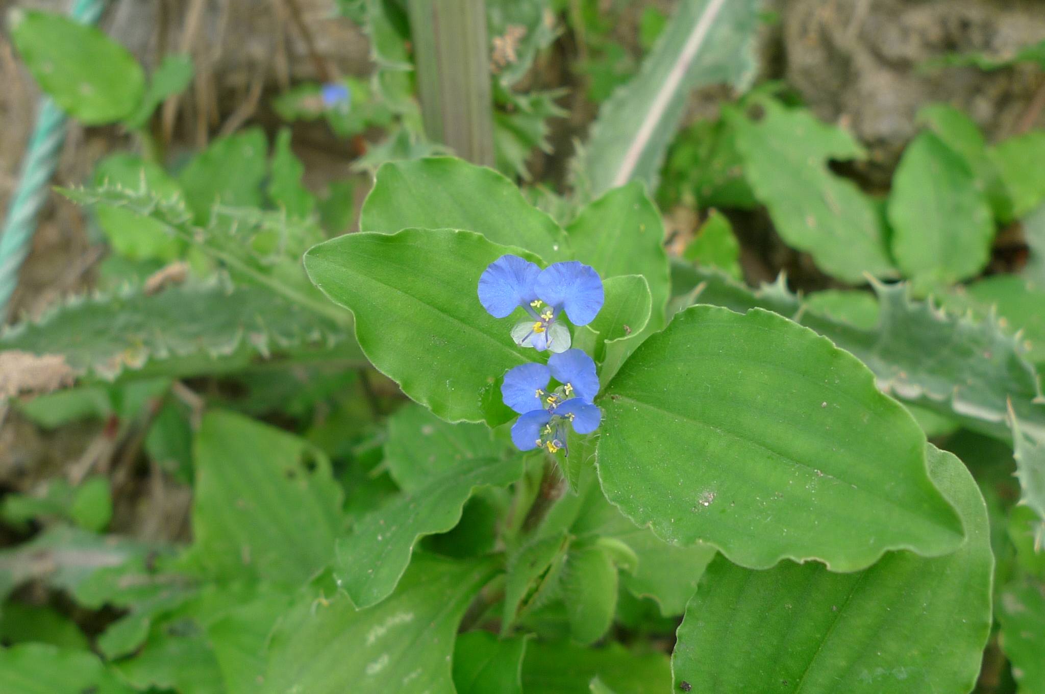 我见到的山东本土植物和园林栽培植物(266)饭包草