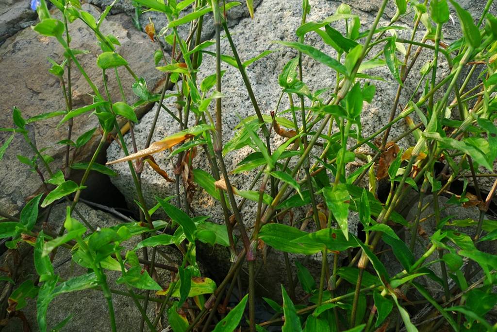 常见,生于湿地鸭跖草科鸭跖草属一年生披散草本