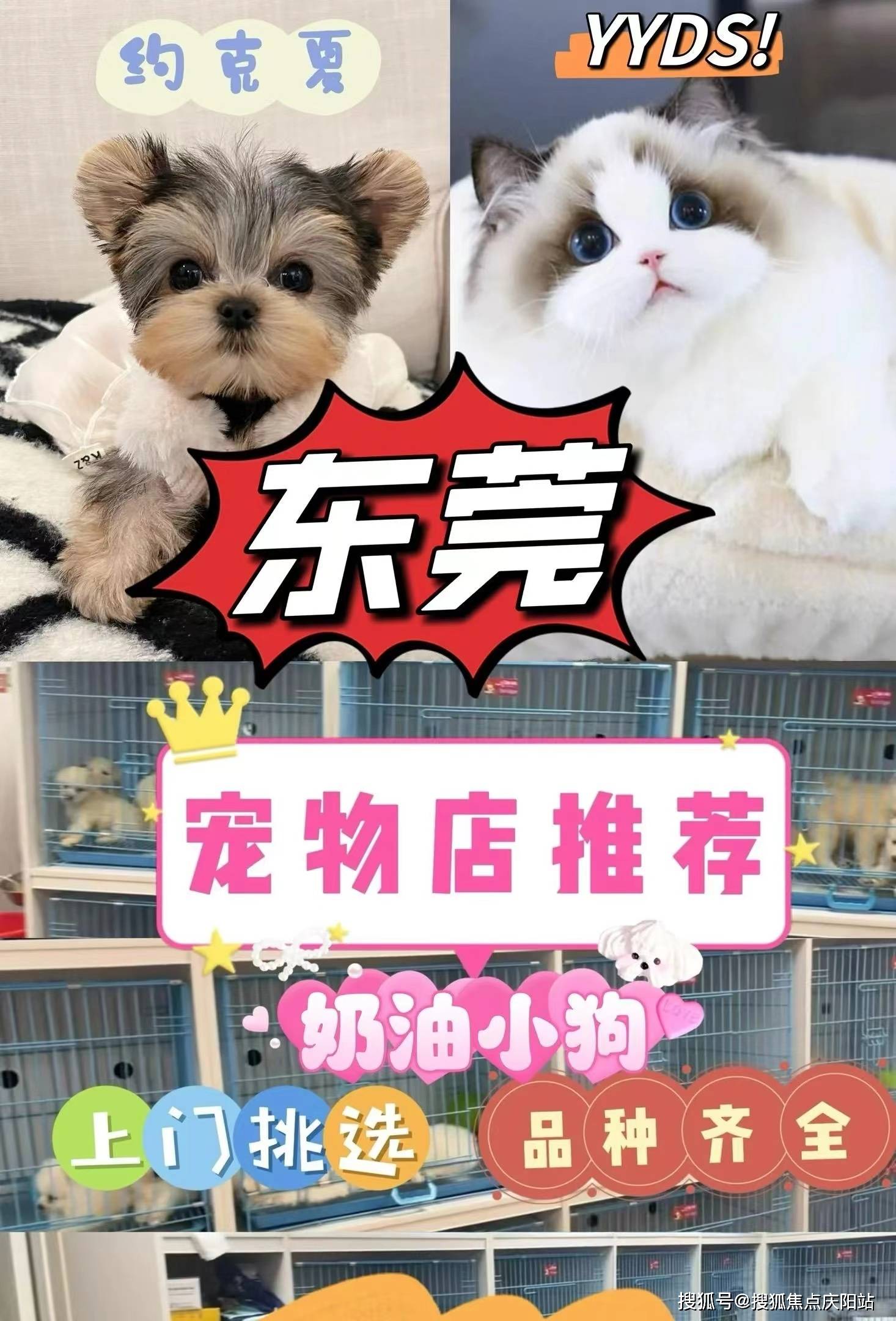 东莞东城区哪家宠物店买英短蓝白猫比较纯?