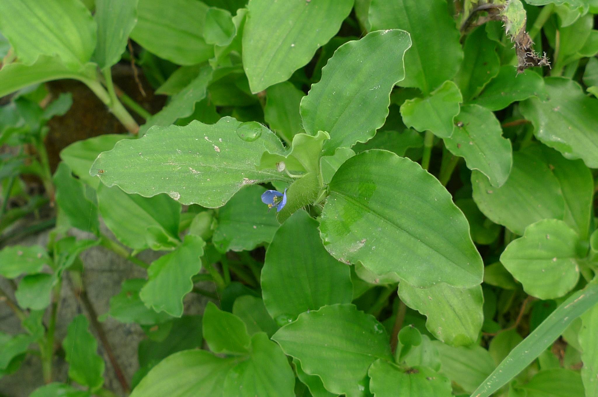 多年生披散草本;茎大部分匍匐,节生根,上部及分枝上部上升,长达70厘米