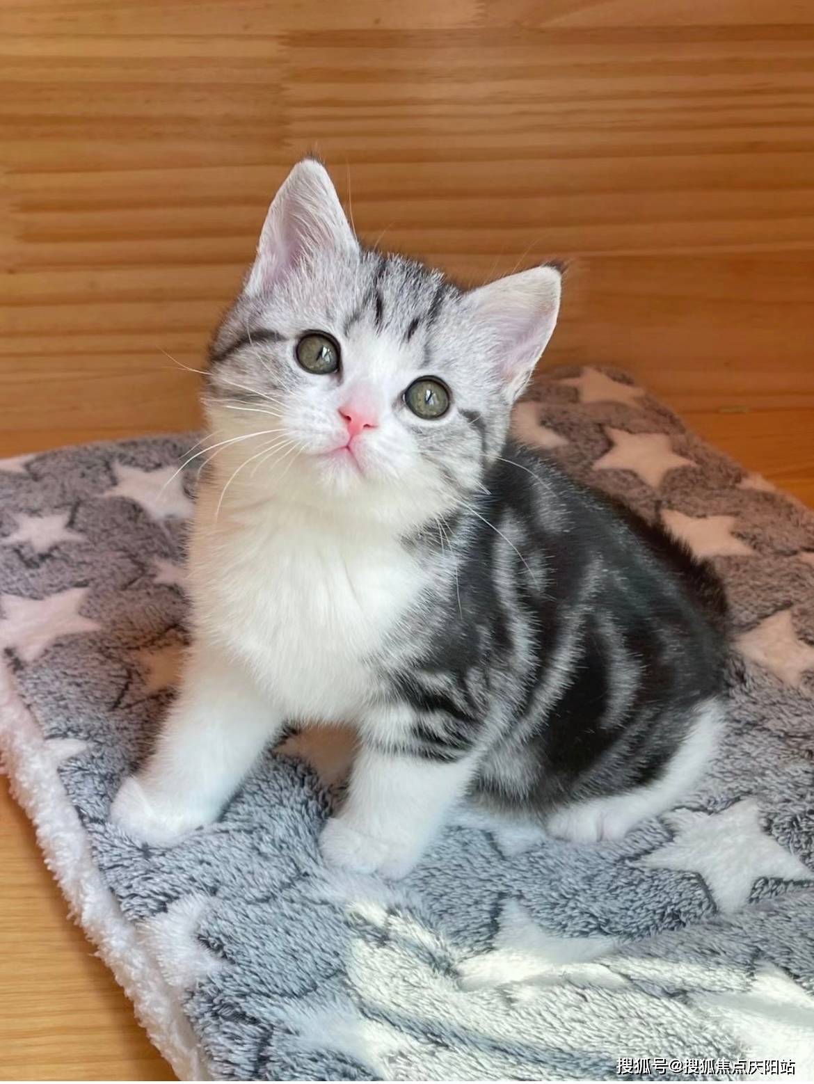 东莞买美短起司猫首页网站(东莞东城区)买美短起司猫去哪里买